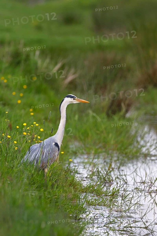 Grey heron (Ardea cinerea) standing in a meadow by a creek, Elbmarschen, Wedel, Schleswig-Holstein, Germany