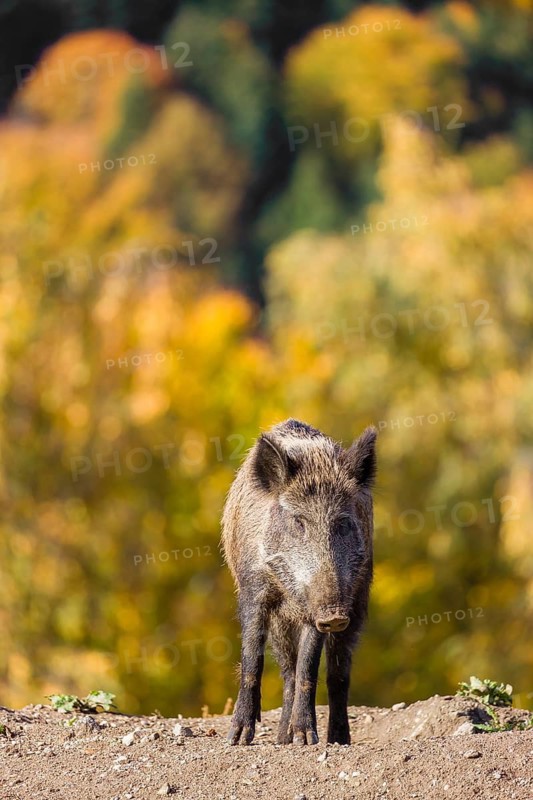 A wild boar or wild pig (Sus scrofa), runs across a clearing in hilly terrain in search of food. In the background you can see a forest in the fall foliage