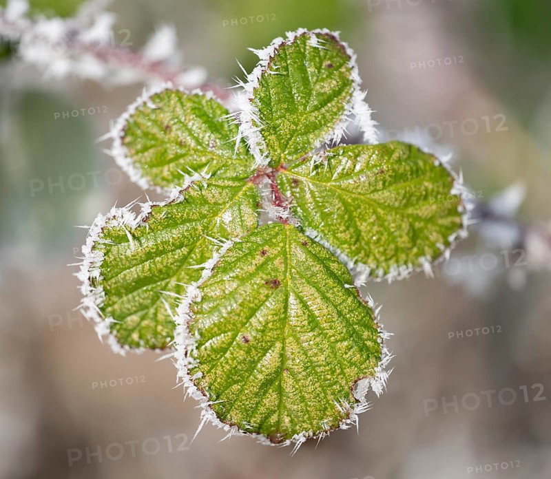 Blackberry (Rubus sectio Rubus), leaves with hoarfrost, shallow depth of field, Thuringia, Germany