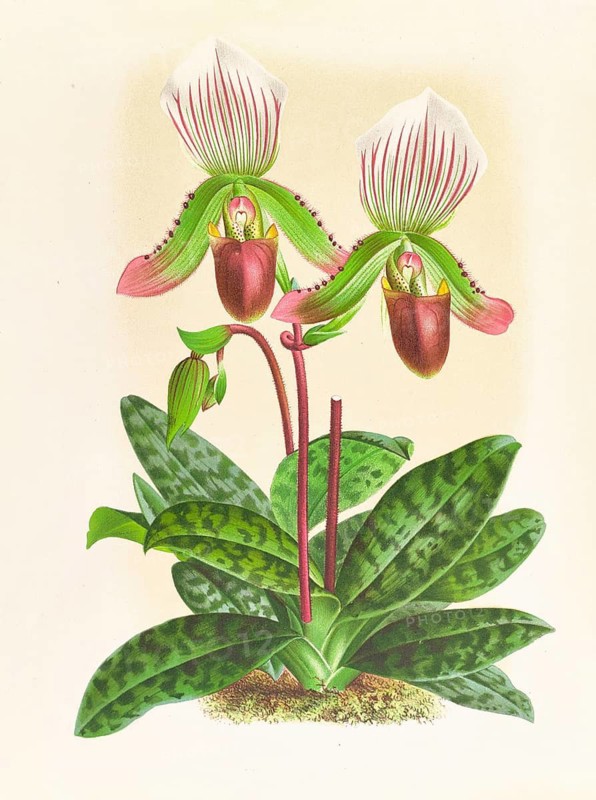 Orchid, Cypripedium callosum, authentic reproduction of an illustration by Jean Jules Linden (1817 - 1898), Luxembourgish-Belgian botanist, one of the fathers of orchid research, Historical