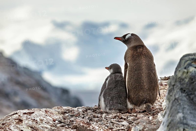 Two penguins on a rocky outcrop with snow-capped mountains in the background, gentoo penguin (Pygoscelis papua) in the Antarctic