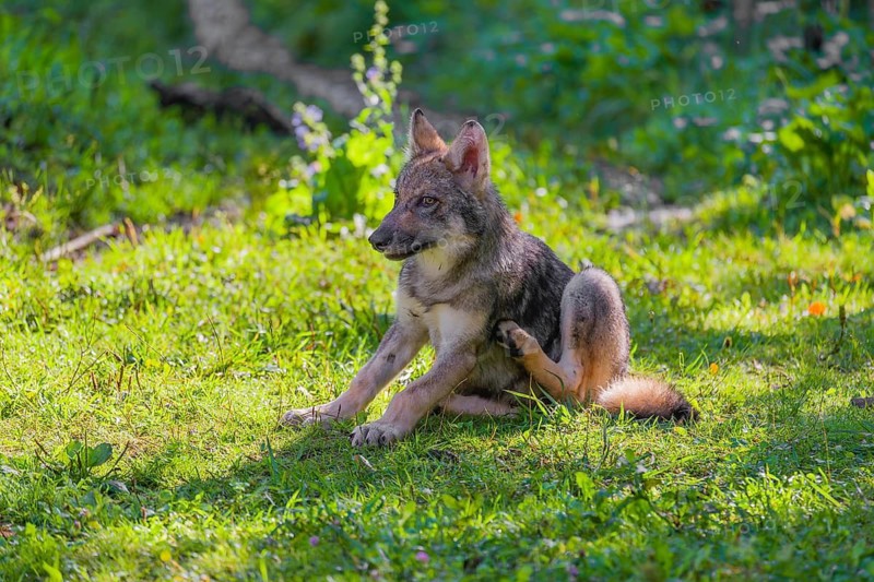 A small-sized gray wolf pup (Canis lupus lupus) sits on a green meadow and scratches himself with his hindleg