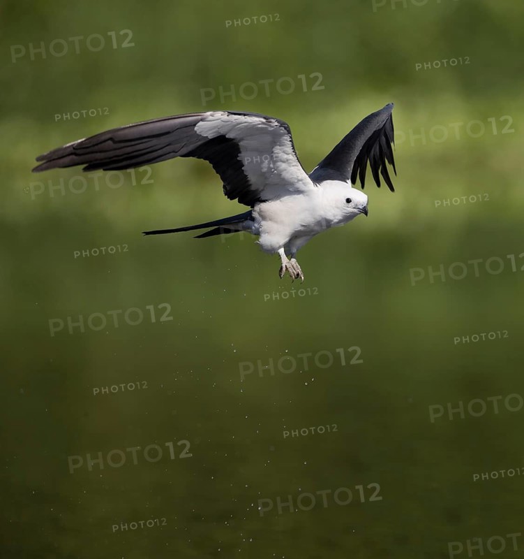 Swallow-tailed Kite (Elanoides forficatus) flying, Florida, USA
