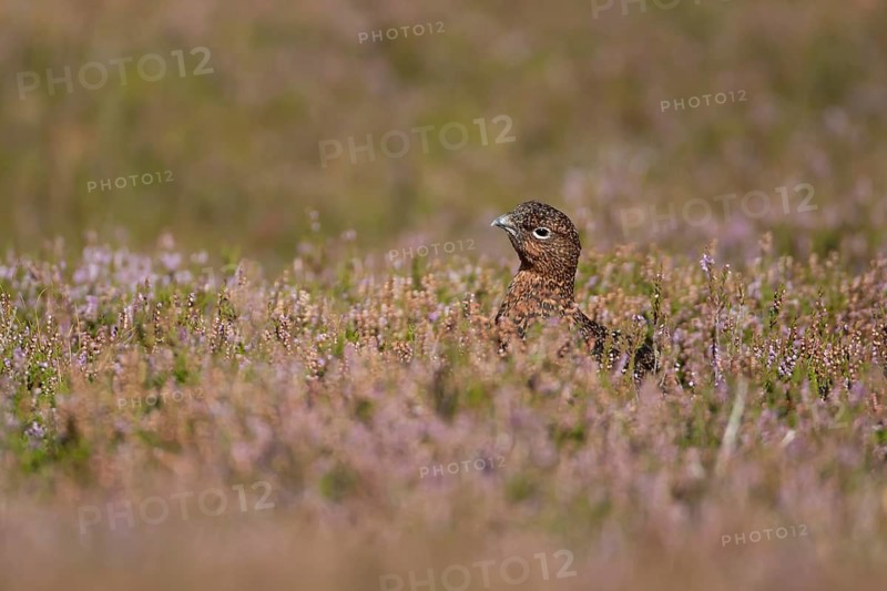 Red grouse (Lagopus lagopus scotica) adult bird in flowering moorland Heather plants in summer, Yorkshire, England, United Kingdom