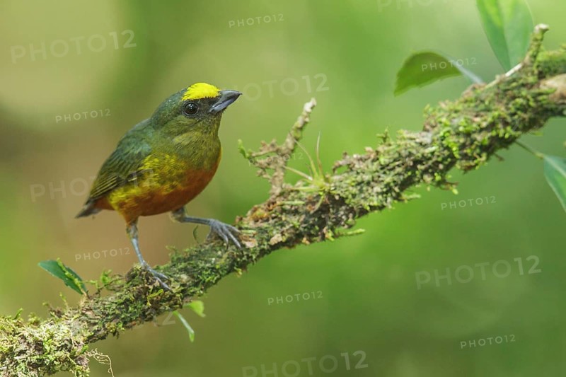 Olive-backed Euphonia (Euphonia gouldi) perched on a branch in Costa Rica