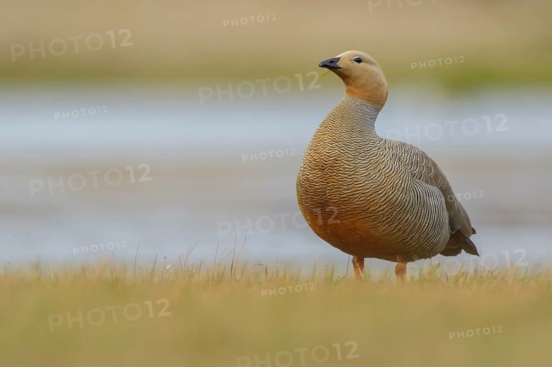Ruddy-headed Goose (Chloephaga rubidiceps) feeding along the shoreline in the Falkland Islands