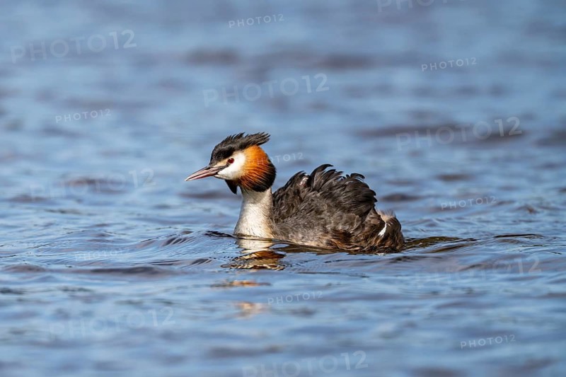 Great Crested Grebe (Podiceps Scalloped ribbonfish), Vulkaneifel, Rhineland-Palatinate, Germany