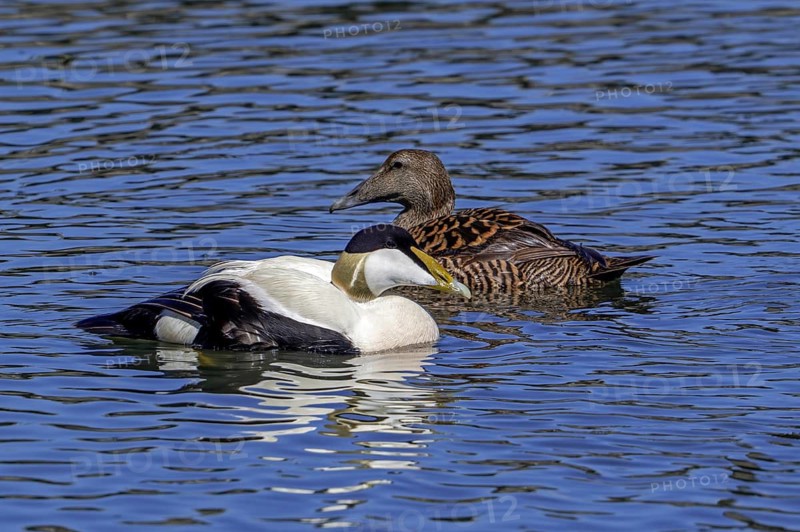 Common eider duck (Somateria mollissima) female and male, drake in breeding plumage swimming along the North Sea coast in spring