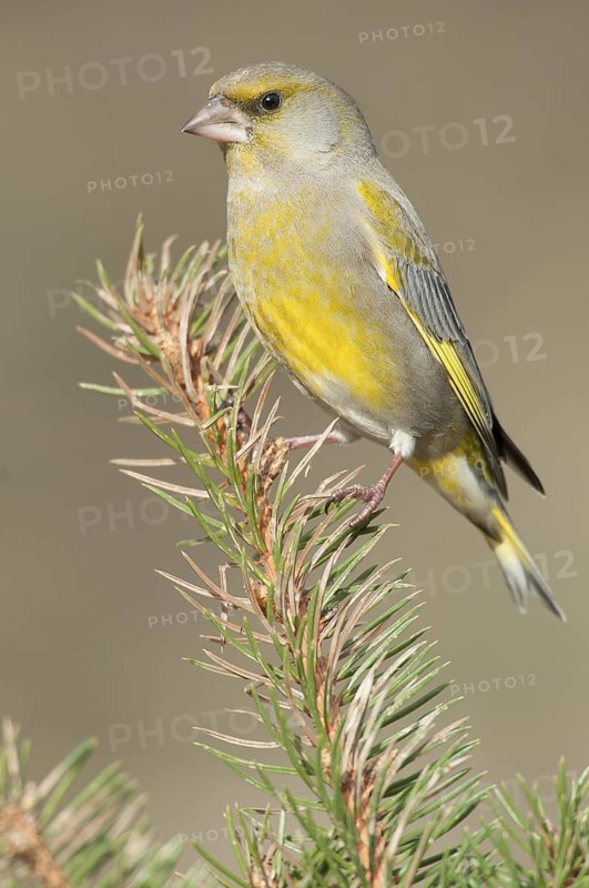 European Greenfinch (Chloris chloris), Thuringia, Germany