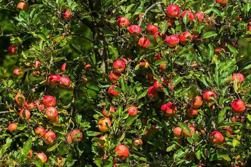 Cultivated apple, Malus domestica, rosaceae, rose family, apple, flora, meadow orchard, plants, orchards, apples