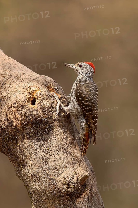 Cardinal Woodpecker (Dendropicos fuscescens hemprichii) male, Lake Langano, Ethiopia