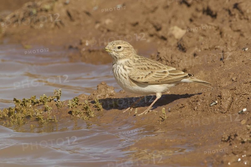 Lesser Short-toed Lark (Alaudala rufescens), Morocco