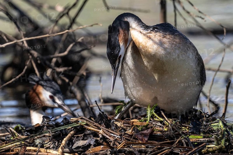 Great Crested Grebe (Podiceps Scalloped ribbonfish) at the nest, Emsland, Lower Saxony, Germany