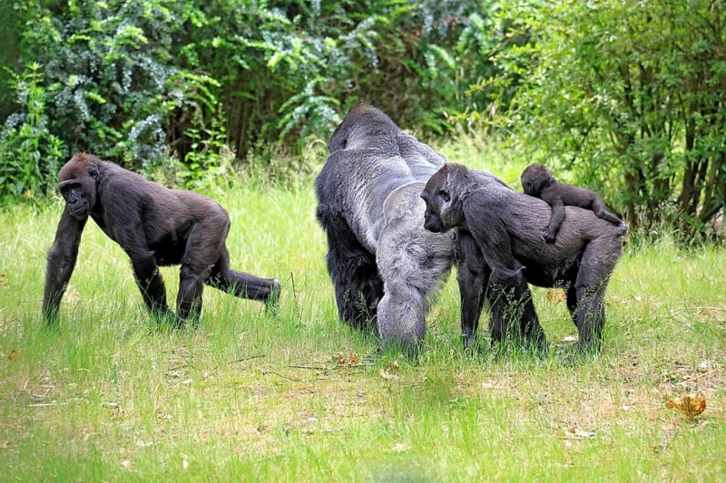 Western gorilla (Gorilla gorilla), adult, male, silverback, female, juvenile, baby, family, group, on the ground