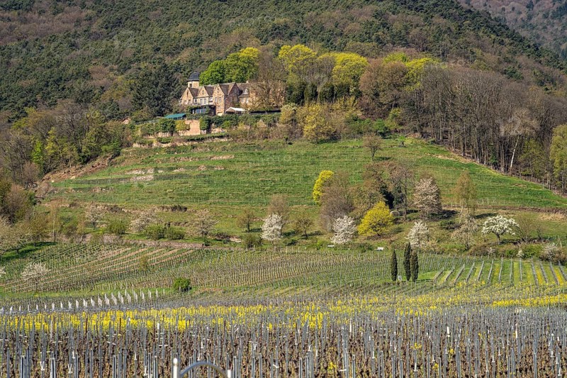 Vineyard near Kropsburg Castle in Sankt Martin, Southern Wine Route, Rhineland-Palatinate, Germany