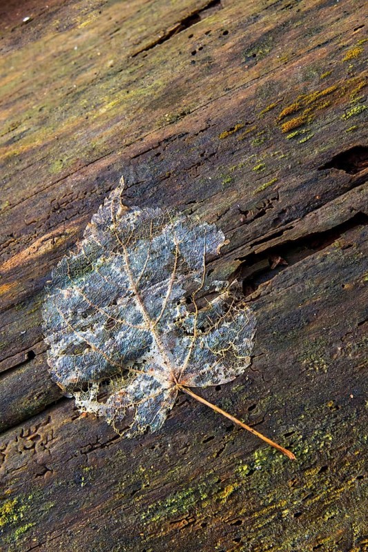 Autumn, leaf, autumn, high size, portrait format, leaves, transience, decay, decomposition