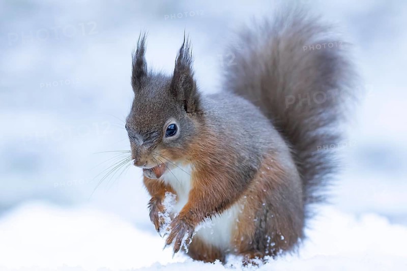 Red squirrel (Sciurus vulgaris) adult animal collecting a hazel nut in the snow in winter, England, United Kingdom