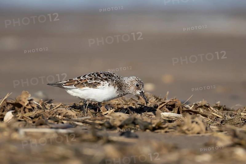 Sanderling (Calidris alba) adult wading bird in summer plumage feeding on a beach, Norfolk, England, United Kingdom