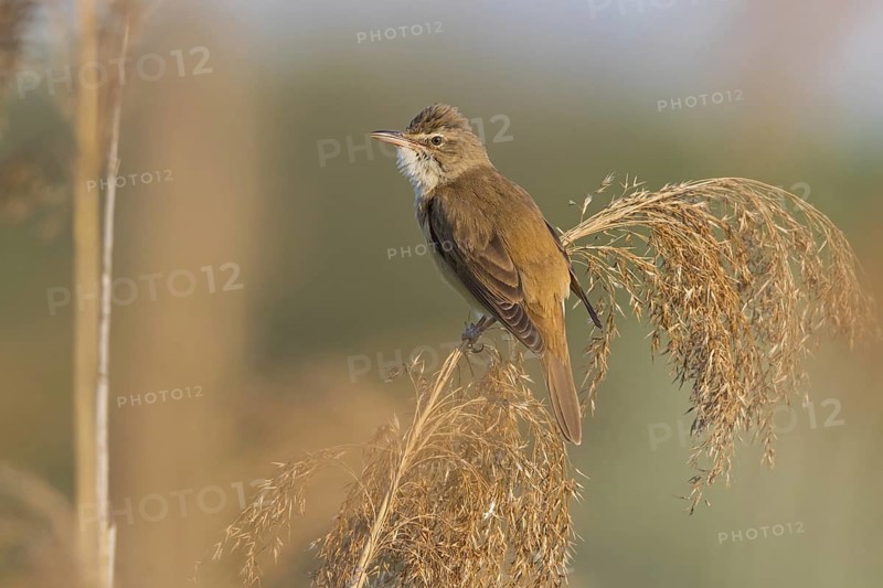 Reed warbler, (Acrocephalus arundinaceus), reedbed perch, biotope, habitat, animals, birds, songbird, reed warbler genus, Lobau, Vienna, Donaustadt, Vienna, Austria