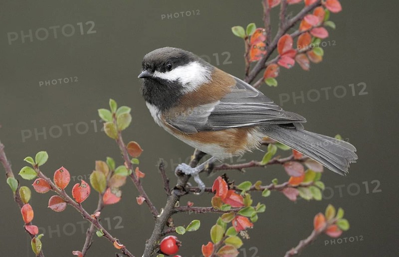 Chestnut-backed Chickadee (Poecile rufescens), British Columbia, Canada