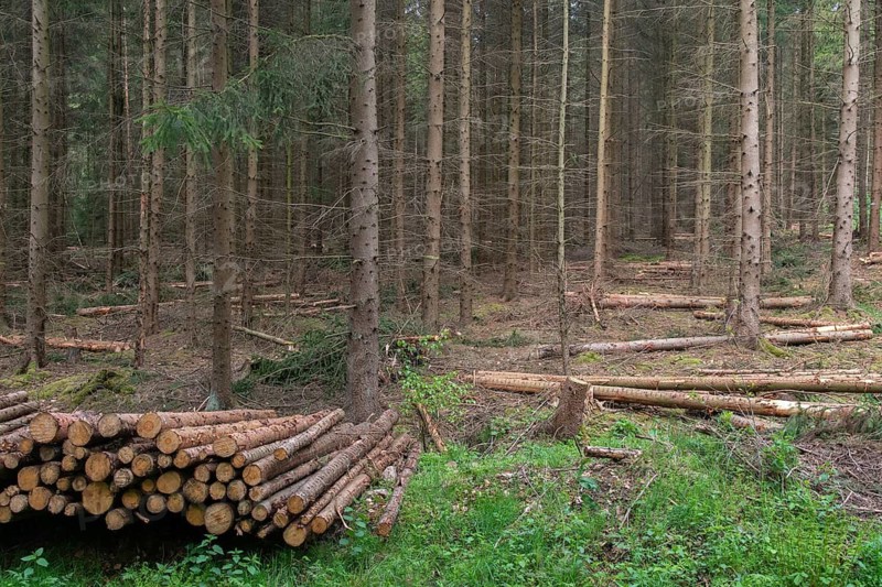 Forestry, logging, industrial forestry, intensive forestry, intensive forestry, landscape, landscape