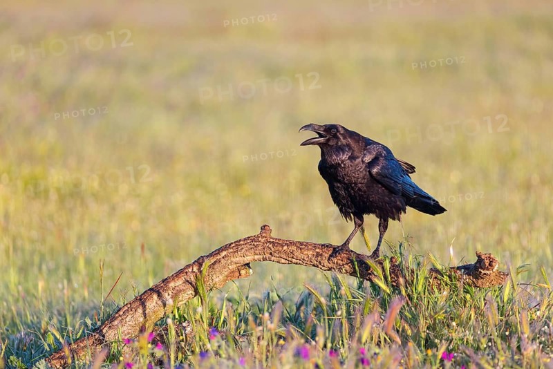 Raven, Common Raven, Raven, (Corvus cor), Grand Corbeau, Hides De Calera / Valley Hide, Calera Y Chozas, Castilla La Mancha / Toledo, Spain