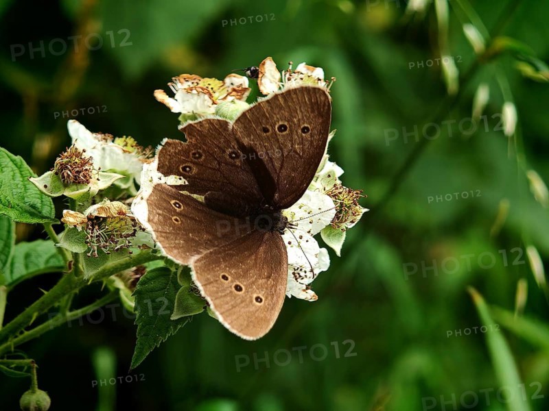 A close-up of a dark butterfly, the Brown Wood Butterfly (Aphantopus hyperantus) with spots, perched on white flowers, Frankenwald nature park Park, Upper Franconia