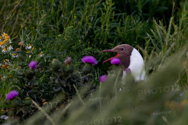 In the black-headed gull colony (Chroicocephalus ridibundus), their jubilant calls are ever-present: summer plumage, breeding plumage, gull cry, gull call, breeding colony, bird colony, seabird colony, shorebird, coastal bird, Eidersperrwerk, July, Germany
