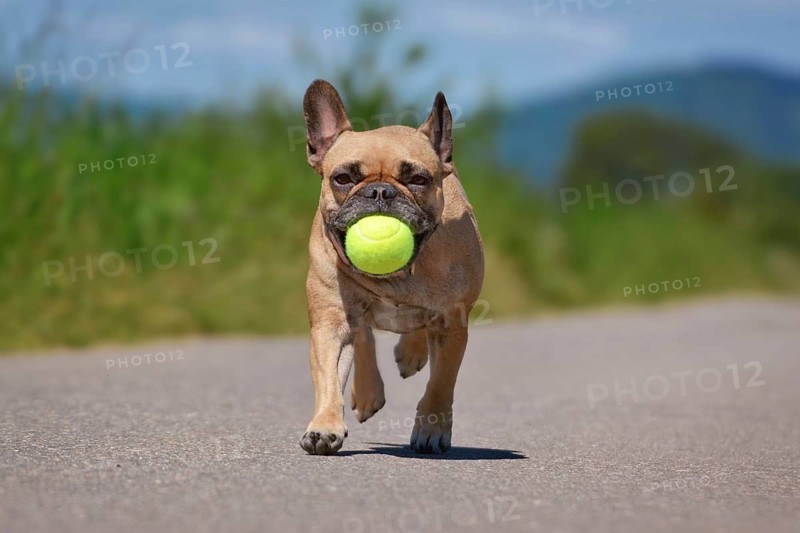 Fawn French Bulldog dog running toward camera with tennis ball in mouth playing fetch