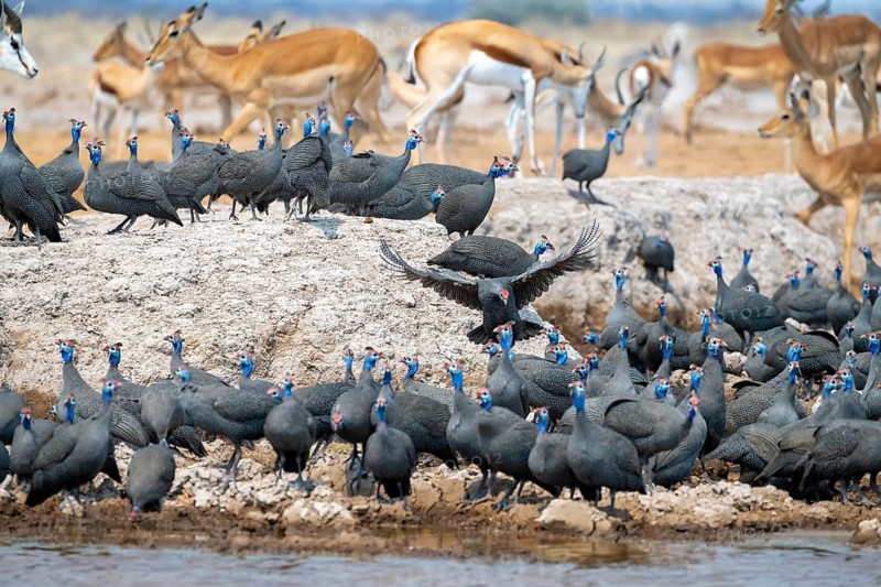 Helmeted guinea fowl (Numida meleagris), flock at the waterhole, Nxai Pan National Park, Botswana