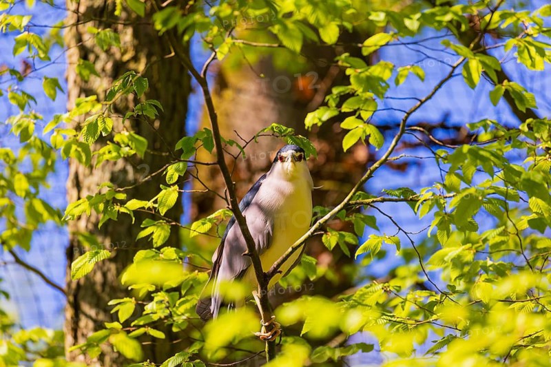 One black-crowned night heron (Nycticorax nycticorax) or black-capped night heron sits in a tree