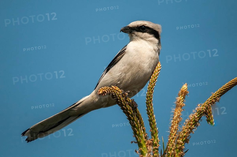 Brandenburg, Germany, Great Grey Shrike, Lanius Excubitor, national natural heritage, natural paradise Grünhaus, predatory shrikes, post-mining landscape, birds, green house, passeri, songbirds, birds