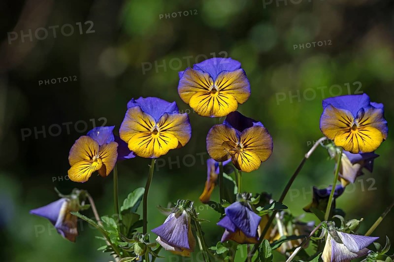 Pansy (Viola wittrockiana), Bavaria, Germany
