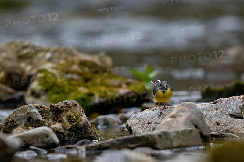 A mountain tail on a stream, Hönnetal, Sauerland, North Rhine-Westphalia, Germany