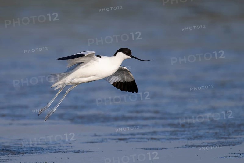 Avocet (Recurvirostra avosetta), Texel, Netherlands