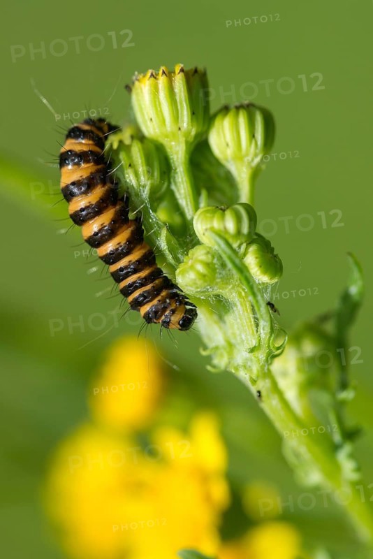 Blood bear, jacobscraut bear, carmine bear, Tyria jacobää, butterfly, cinnabar moth, high size, portrait, inchworm, insects, moths, moths, moth, caterpillar, butterfly