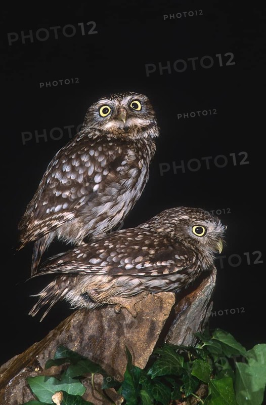 Athena Noctua, Little Owl, Little Owl, Birds, Owls, High Size, Portrait, Copula, Owls, Mating, Strigiformes, Birds