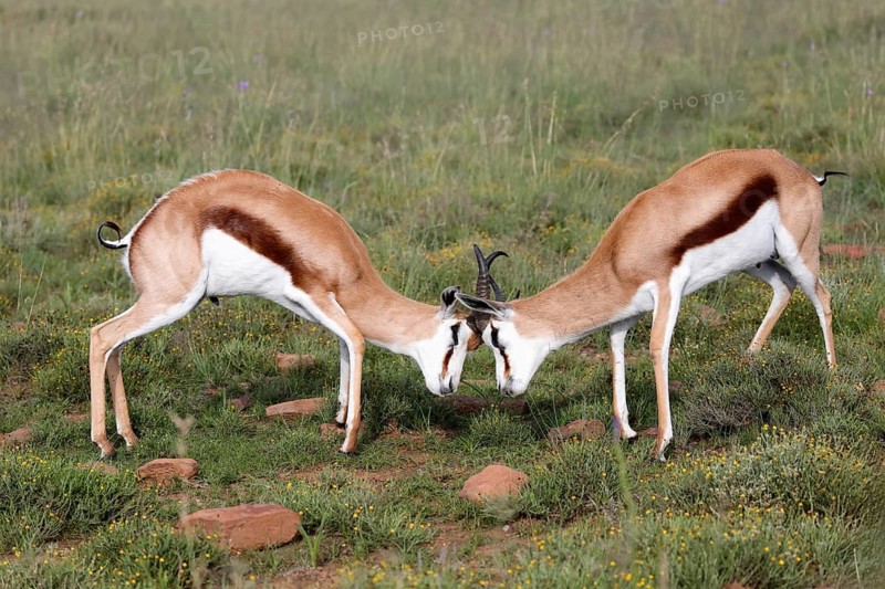 Springbok (Antidorcas marsupialis), adult, male, two, fighting, Mountain Zebra National Park, Eastern Cape, South Africa