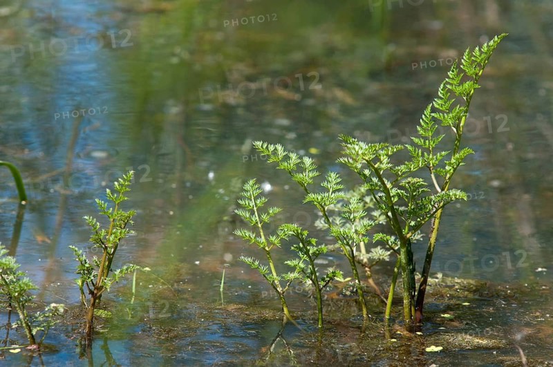 Apiaceae, umbelliferous plants, oenanthe aquatica, water fennel, water horse seed, fine-leaved water dropword, flora, plants