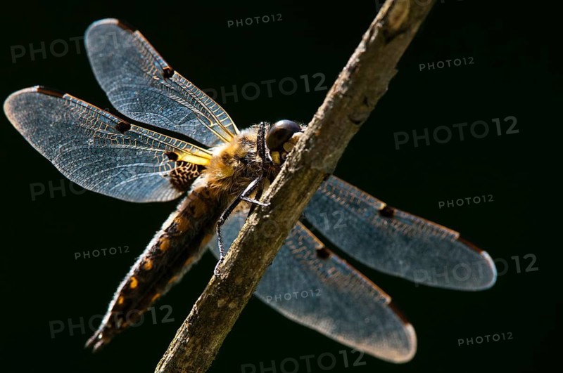 Four-spotted chaser, dragonflies, insects, dragonflies, insects, dragonflies, insects, dragonflies, insects, dragonflies, odonata