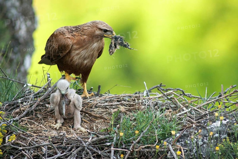 Accipitriformes, eagle buzzard, Buteo Rufinus, long-legged buzzard, birds, Bulgaria, eagle, female, birds of prey, leo, raptor, raptors, birds, female