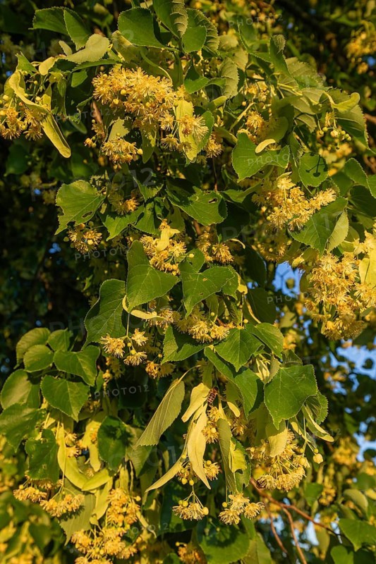 Blooming linden flowers with bees in warm sunset light against blue sky, Baden Württemberg, Germany