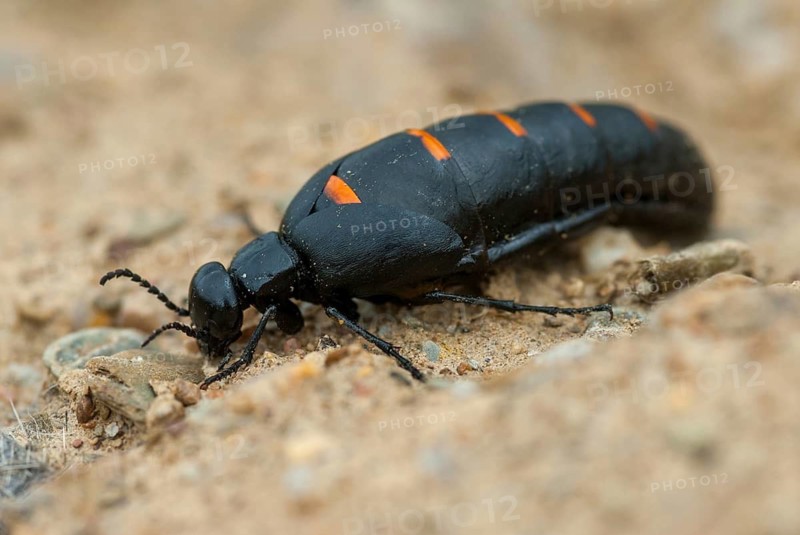 Berberomeloe majalis, Meloe majalis, meloidae, oil beetle spec.1, Spain, Beetle, Coleoptera, Extremadura, insects, beetles, Spain, oil beetle