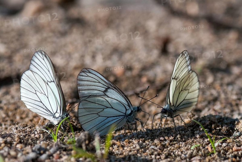 Aporia crataegi, tree whitening, black-veined white, black-winged white, butterfly, insects, leo, butterfly, butterflies