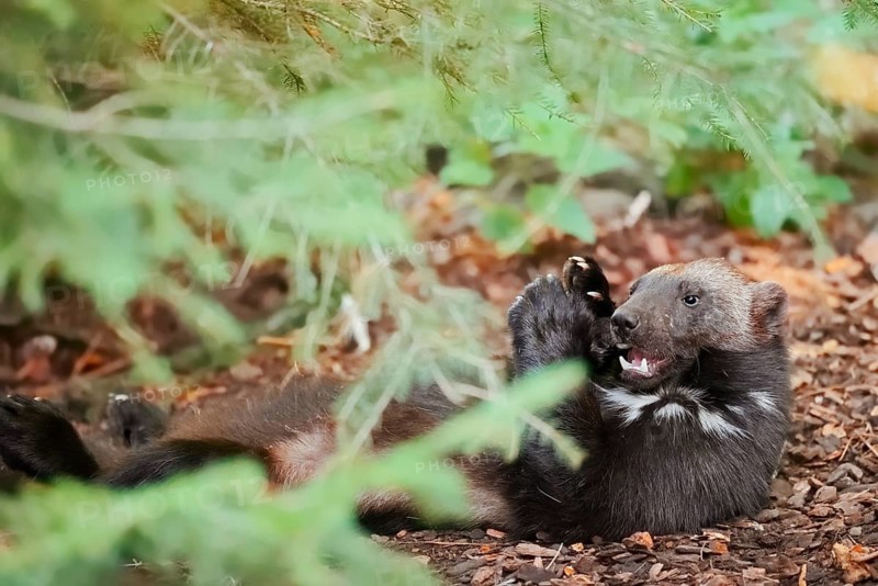 Wolverine or bear marten (Gulo gulo), feeding, captive, Germany