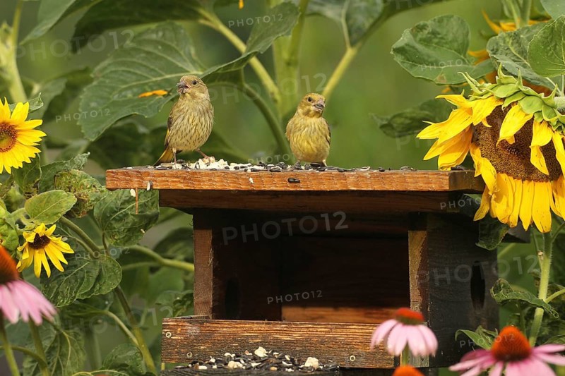 Green-winged skippers (Chloris chloris) at the summer feeding station in the garden, amongst flowering sunflowers (Helianthus annuus) and purple coneflowers (Echinacea purpurea), after a rain shower, Allgäu, Bavaria, Germany