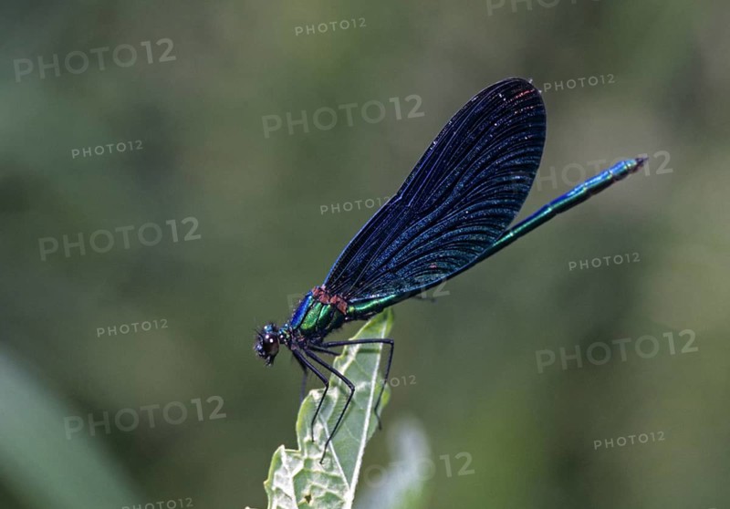 Beautiful demoiselle, blue-winged dragonfly, Calopteryx virgo, magnificent dragonfly, damselflies, insects, leo, dragonflies, male, mating wheel, male, odonata, zygoptera