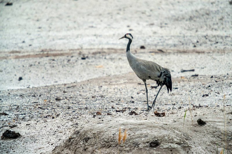 Brandenburg, Crane, Germany, Grus Grus, Crane, Nabu, Nabu Project, National Natural Heritage, Grünhaus Nature Paradise, Post-Mining Landscape, Birds, Gruidae, Gruiformes, Grünhaus, Crane Birds, Wagbirds, Birds