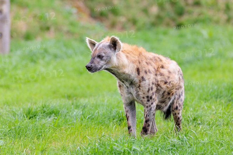 An adult male Spotted Hyena (Crocuta crocuta) stands in a green meadow