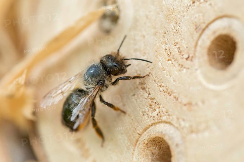 Apidae, bees, hymenoptera, osmia bicornis, osmia rufa, red mason bee, red mason bee, insects, insect wood, insect hotel, wild bees